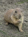 Groundhog eating grass close up outdoors Royalty Free Stock Photo