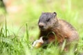 Groundhog eating in nature Royalty Free Stock Photo