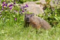 Groundhog eating Royalty Free Stock Photo