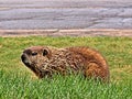 Groundhog first spring day out Royalty Free Stock Photo