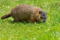 Groundhog - Marmota monax Royalty Free Stock Photo