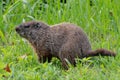 Groundhog in the grass Royalty Free Stock Photo