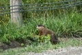 Groundhog grazing on the shoulder of a gravel road Royalty Free Stock Photo