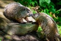 Groundhog greeting sibling