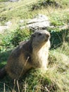 A groundhog on guard duty in the Alps Royalty Free Stock Photo