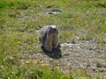 A groundhog on guard duty Royalty Free Stock Photo