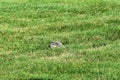 Groundhog hiding in the grass Royalty Free Stock Photo