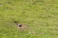 Groundhog is looking fron hole on green valley. Summer spring natural landscape. Royalty Free Stock Photo