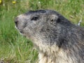 A groundhog in the French Alps Royalty Free Stock Photo