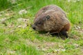 Groundhog - Marmota monax Royalty Free Stock Photo