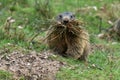 Groundhog , marmot , brings building material