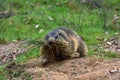 Groundhog , marmot , brings building material