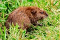 Groundhog or Marmot, Large North American Rodent