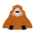 Groundhog Marmot portrait isolated. Wild Rodent head. Illustration for Groundhog Day holiday