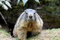 Groundhog Royalty Free Stock Photo