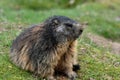 Groundhog , marmot , sitting at the entrance to the burrow