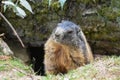 Groundhog sitting at the entrance to the burrow