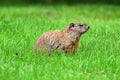 Groundhog (Marmota monax) Royalty Free Stock Photo