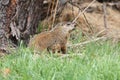 Groundhog (Marmota monax) Royalty Free Stock Photo