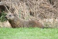 Groundhog (Marmota monax)