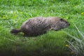 Groundhog or Woodchuck Side View II - Marmota monax Royalty Free Stock Photo