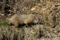The groundhog (Marmota monax) Royalty Free Stock Photo