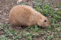 Groundhog (marmota monax