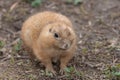 Groundhog (marmota monax Royalty Free Stock Photo