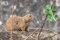 Groundhog (marmota monax Royalty Free Stock Photo
