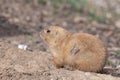 Groundhog (marmota monax Royalty Free Stock Photo