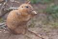 Groundhog (marmota monax Royalty Free Stock Photo