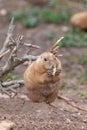 Groundhog (marmota monax