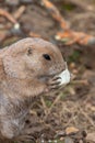 Groundhog (marmota monax Royalty Free Stock Photo