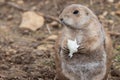 Groundhog (marmota monax