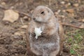 Groundhog (marmota monax Royalty Free Stock Photo