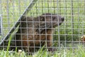 Groundhog (Marmota monax) in a trap