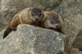 Groundhog - Marmota monax Royalty Free Stock Photo