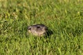 The groundhog Marmota monax woodchuck Royalty Free Stock Photo