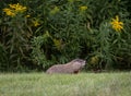 Groundhog With Mouth Open Eating Greens To Fatten For Hibernation