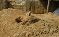 Groundhog near the hole across sand surface close-up. Groundhog in the wild nature Royalty Free Stock Photo