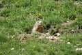 Groundhog popping up out of a hole in the mountains Royalty Free Stock Photo