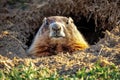 A groundhog sits in front of its burrow hole, possibly looking out for predators or planning its next move Royalty Free Stock Photo