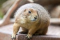 Groundhog sits on ground and looks to the side Royalty Free Stock Photo