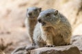 Groundhog sits on ground and looks to the side Royalty Free Stock Photo