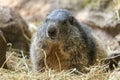 Groundhog sits on ground and looks to the side Royalty Free Stock Photo