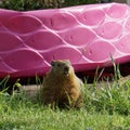 Groundhog sitting in front of a kiddie pool.