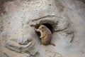 Groundhog sitting in front, Switzerland