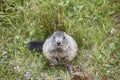 Groundhog sitting on the ground looking at camera. Wildlife. Forecaster