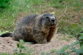 Groundhog sitting in the meadow near the entrance to the burrow