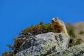 Groundhog sitting on a rock in front of a blue sky